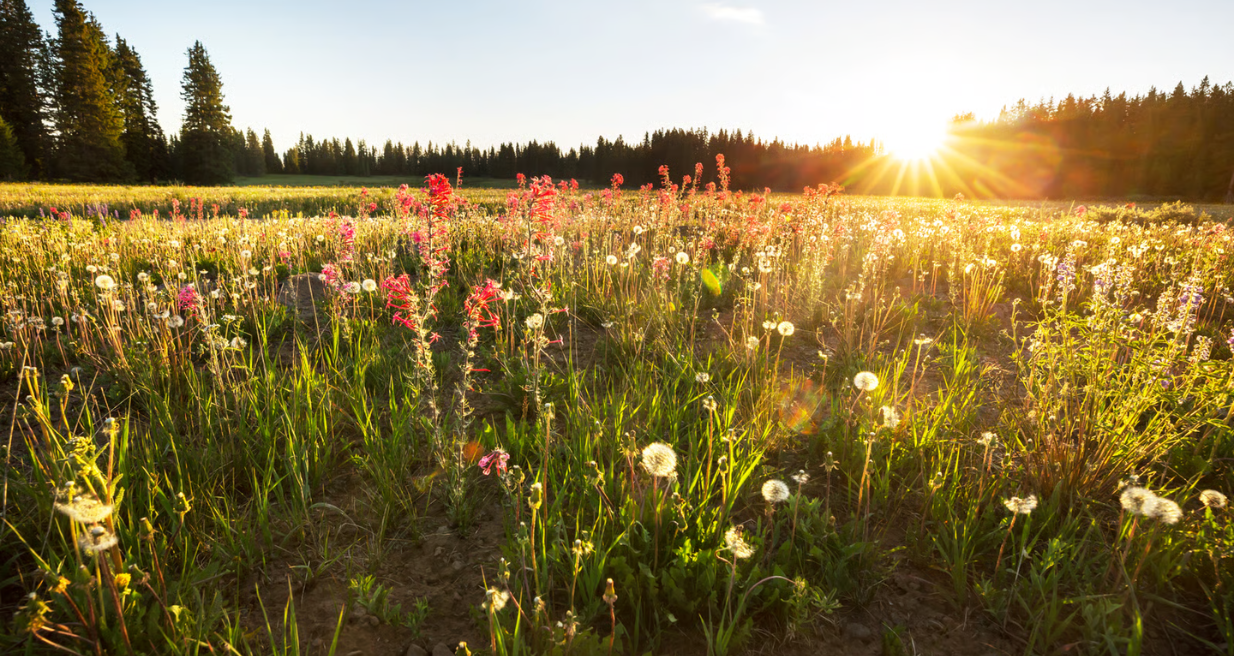 Fotografía de paisajismo